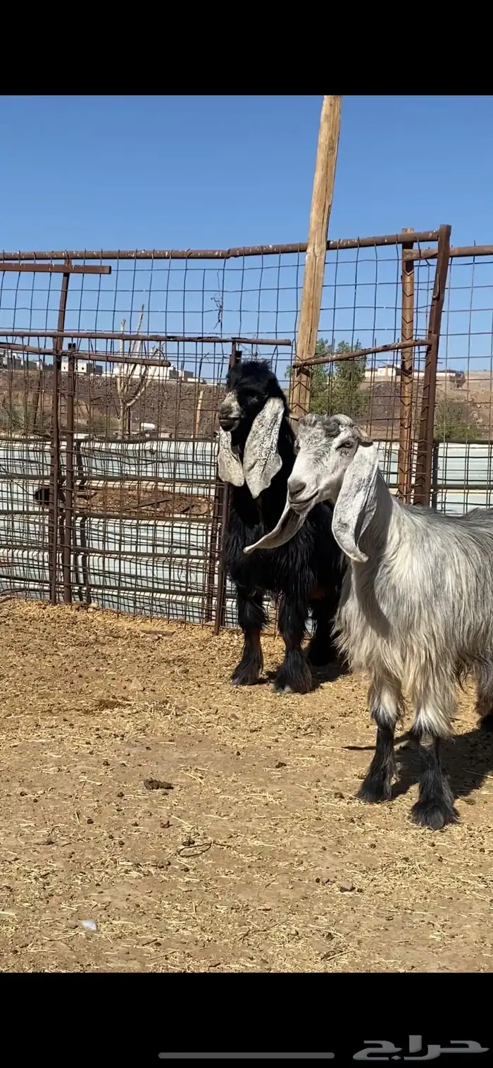 معزا بفحلها( تم البيييع ) 4