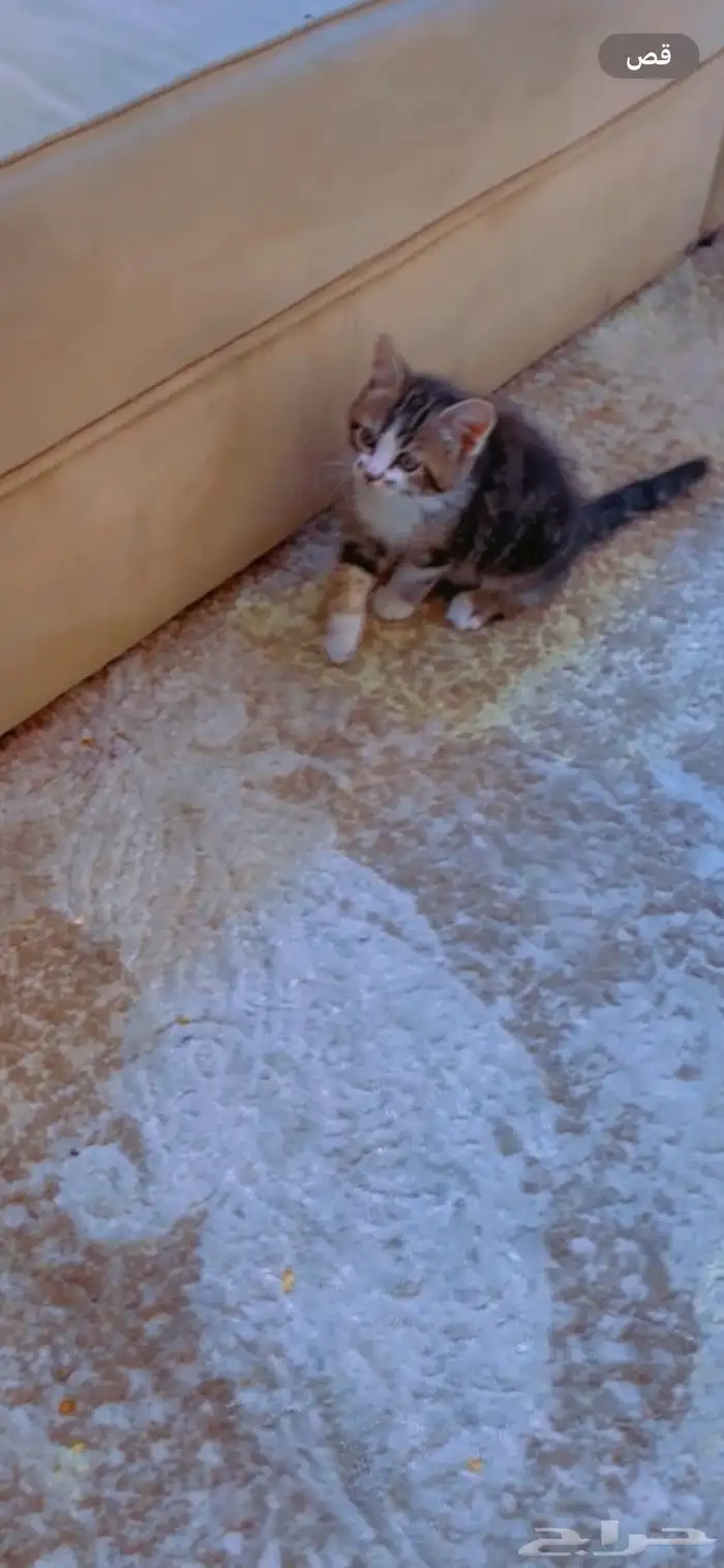 قطه شيرازيه للبيع 0