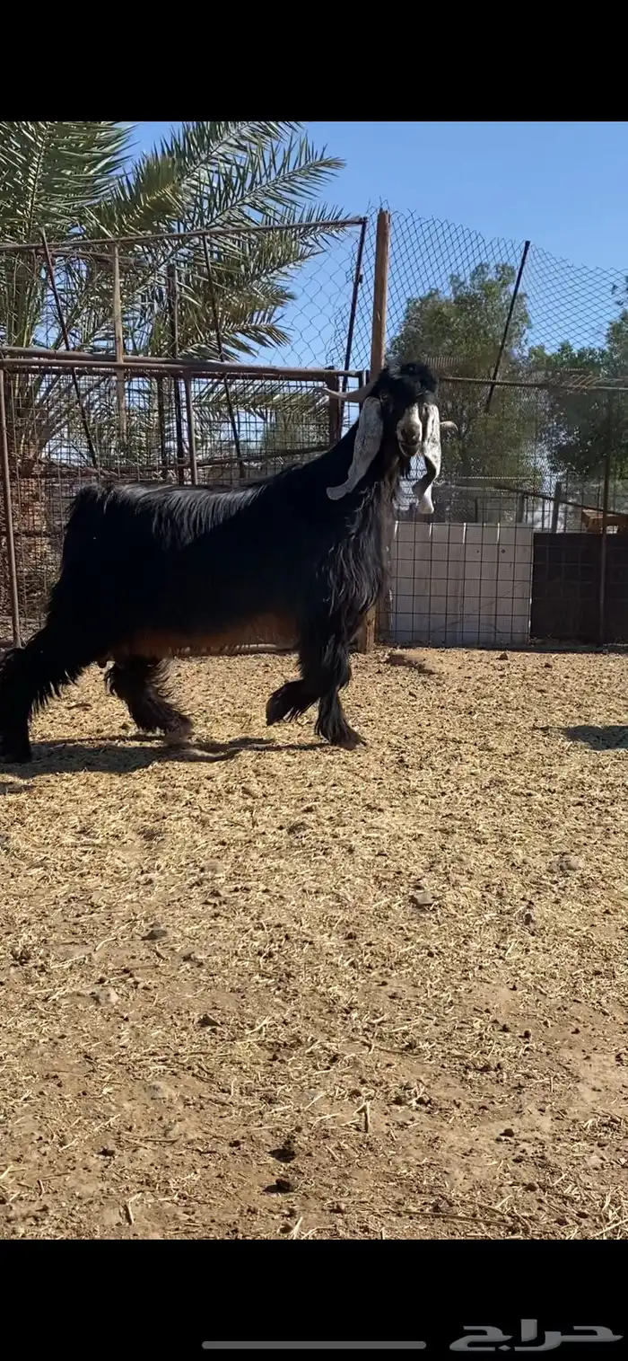 معزا بفحلها( تم البيييع ) 5