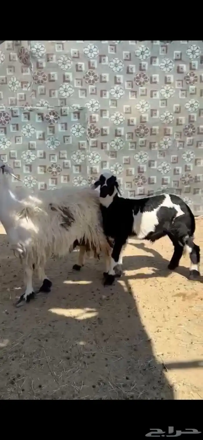 شاه والد شرط 0