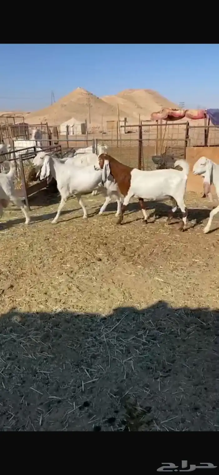 معزا مشاريك فاخره جروم واشكال 4