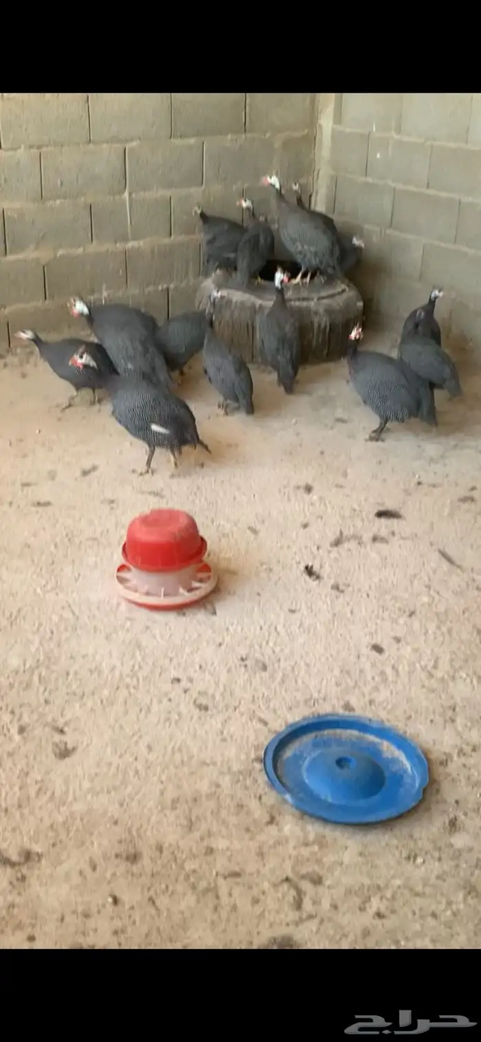 بط بلدي ورقاد ومعه دجاج فرعوني وكله رقاد ومعه فروخ وله مقطع 0