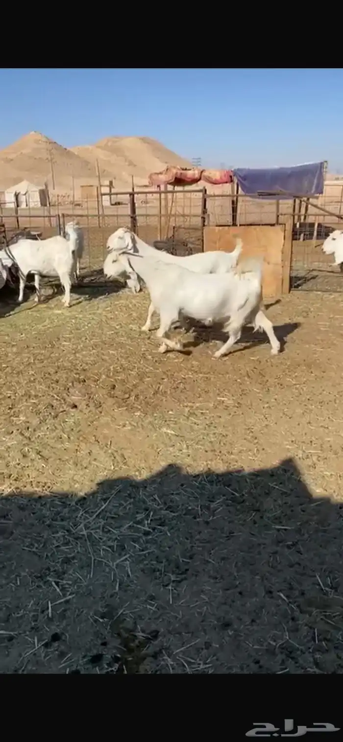 معزا مشاريك فاخره جروم واشكال 3