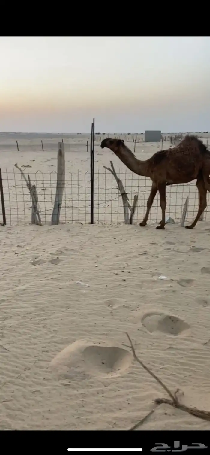 قعود سلاله الهدب 1