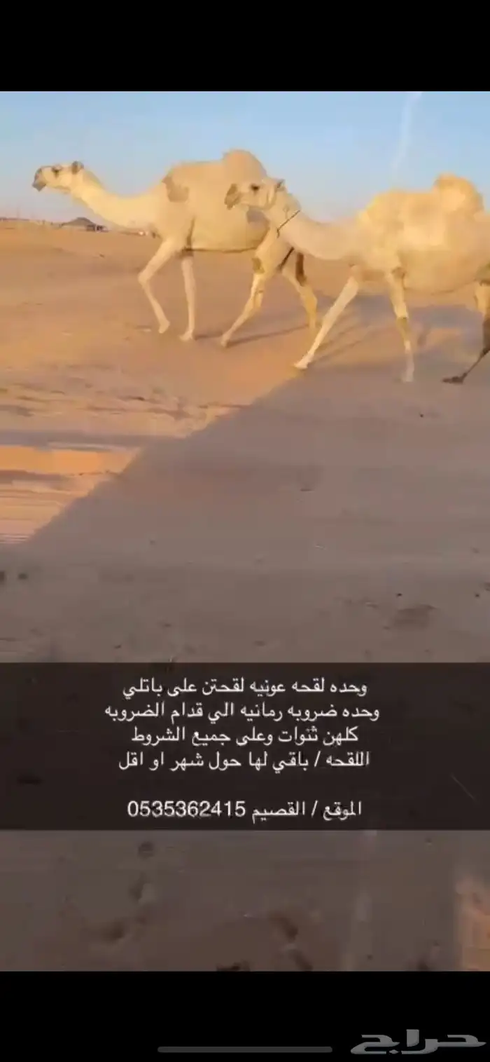 نياق للبيع ضروبه ولقحه على باتلي 2