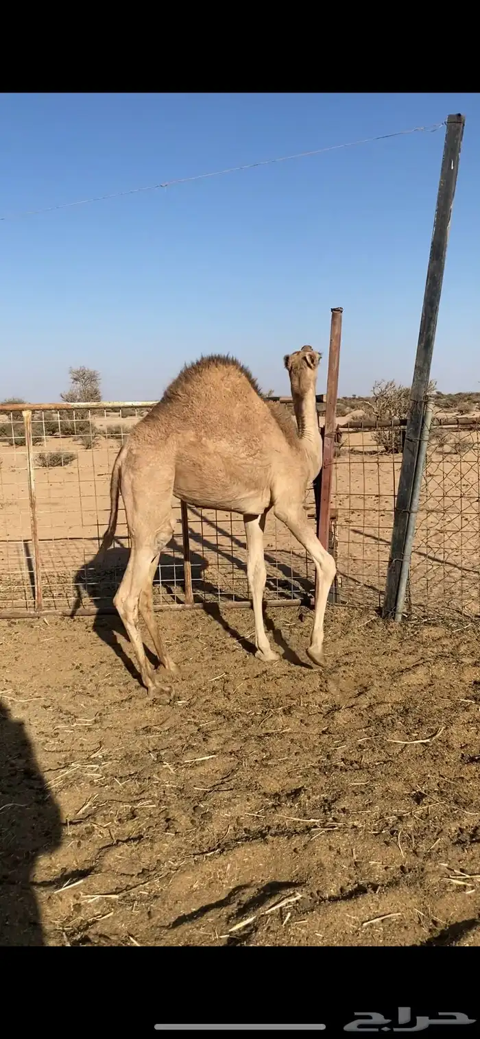 بكره على الحليب للبيع 0