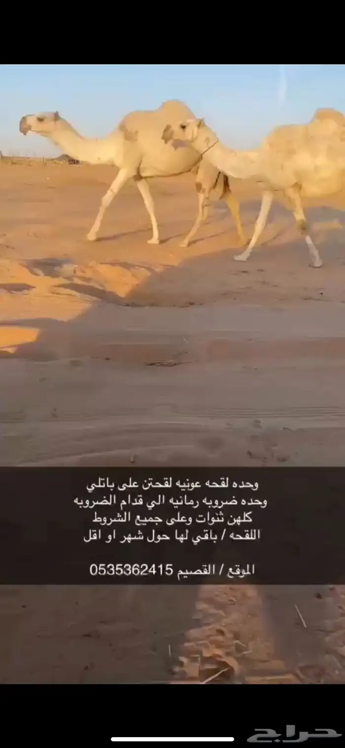 نياق للبيع ضروبه ولقحه على باتلي 1