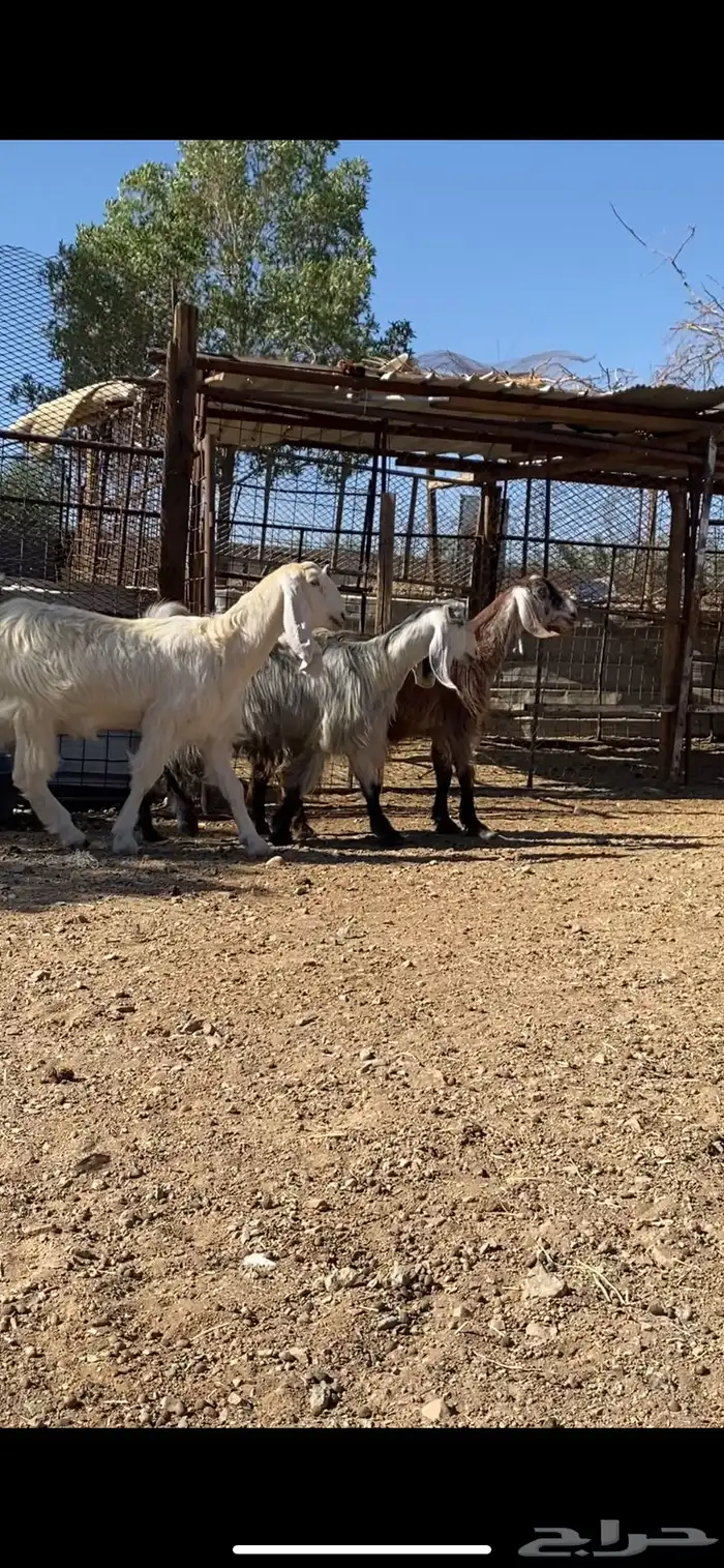 معزا بفحلها( تم البيييع ) 7