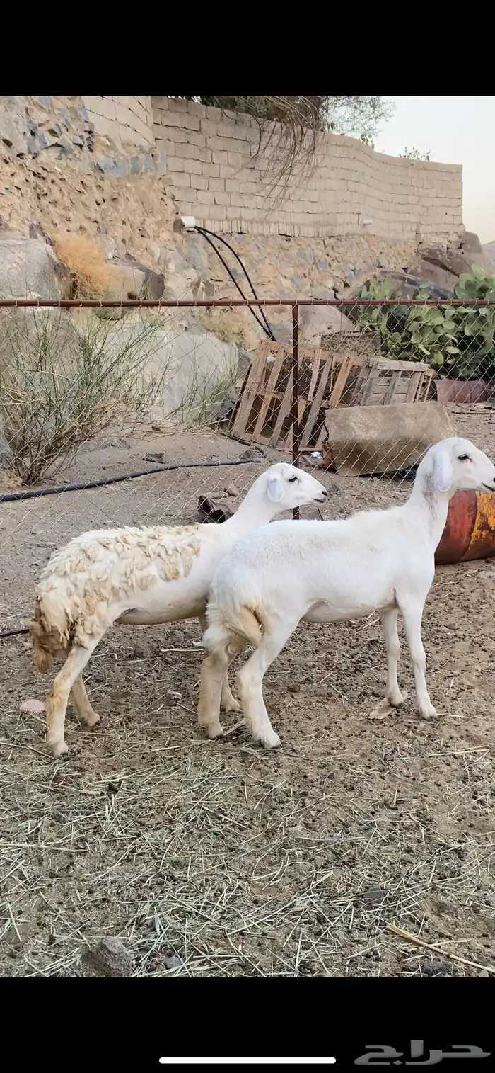 رخال جبر وشحم مشالله تم البيع 0