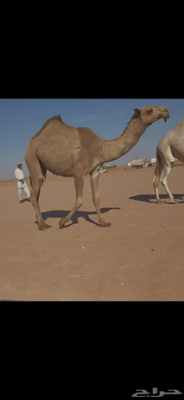 حقه شعلا كفو 5