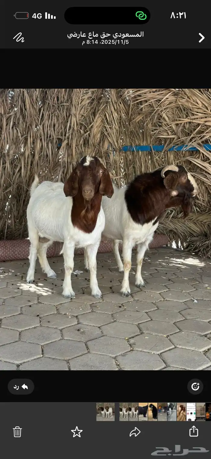 تيس بورقوت مشروط 0