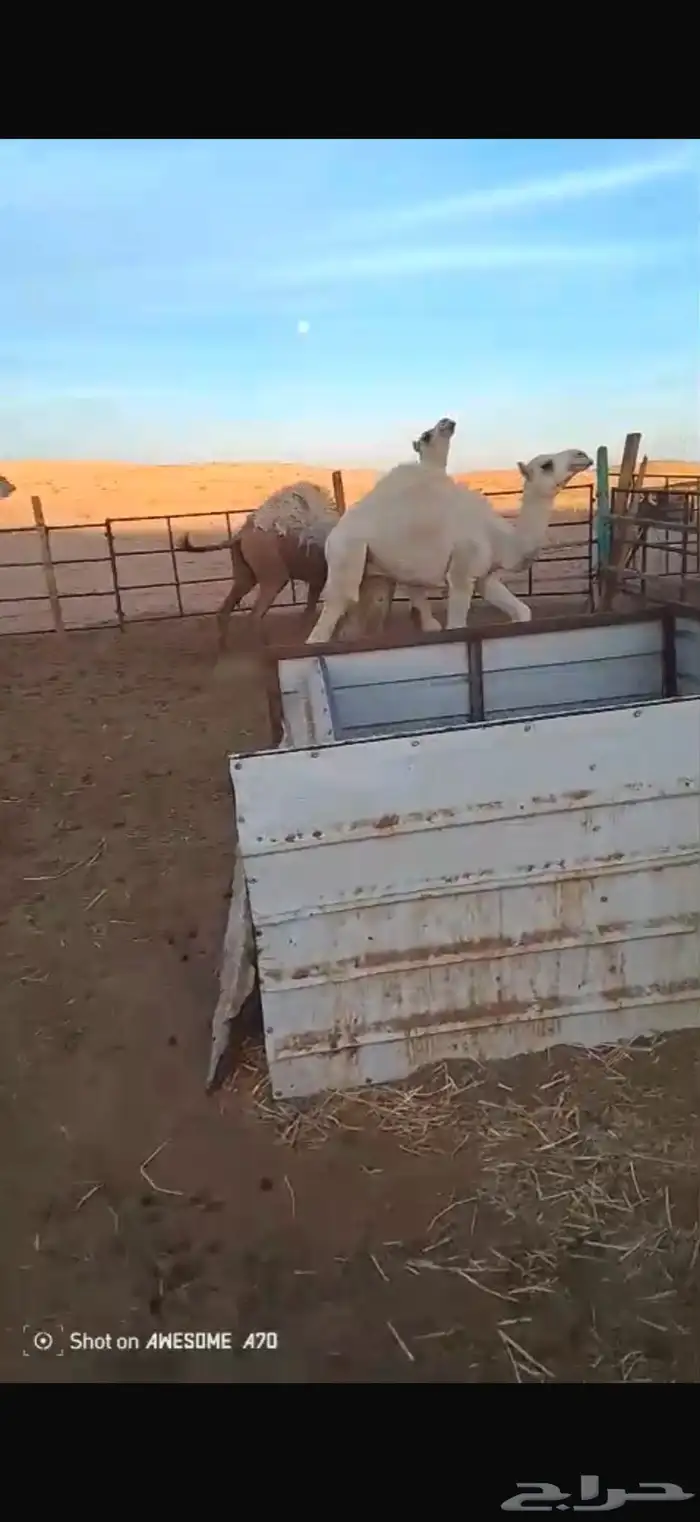 حشو للبيع .. 4