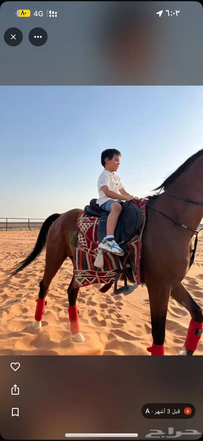 اسطبل vip للايواء والعسف والتدريب شمال الرياض 0