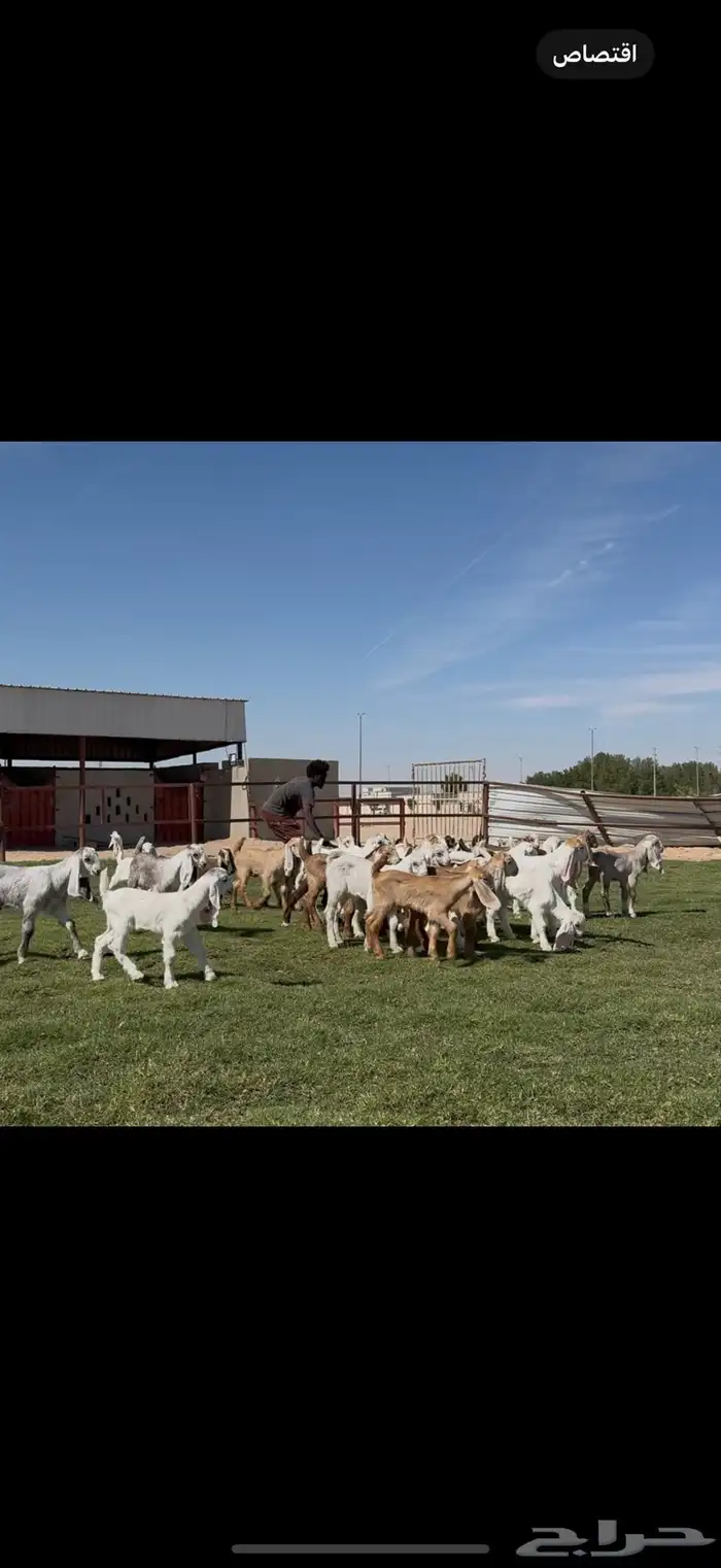 مراح مشاريك فاخره متاويم 23 يتبعها 39 حليب وافر. 15