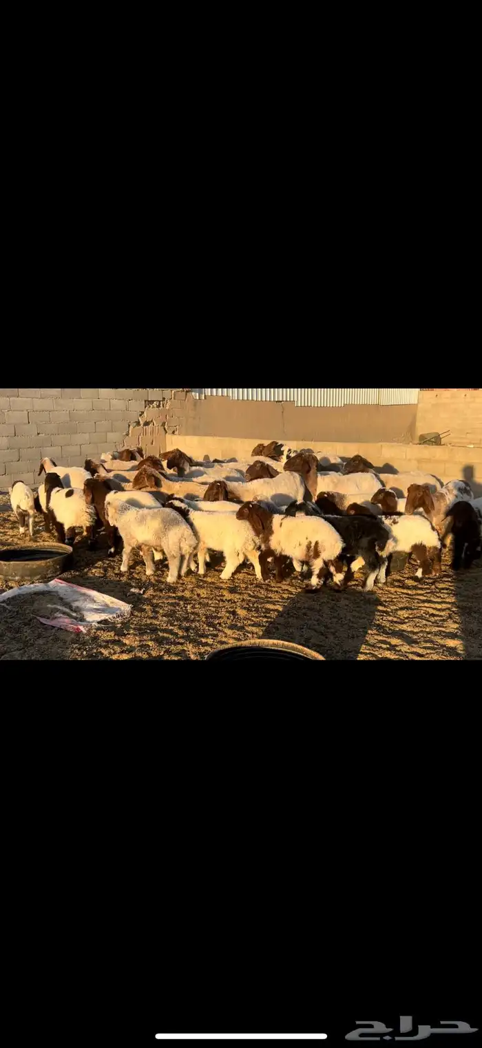 غنم نعيم مطاف يل 0