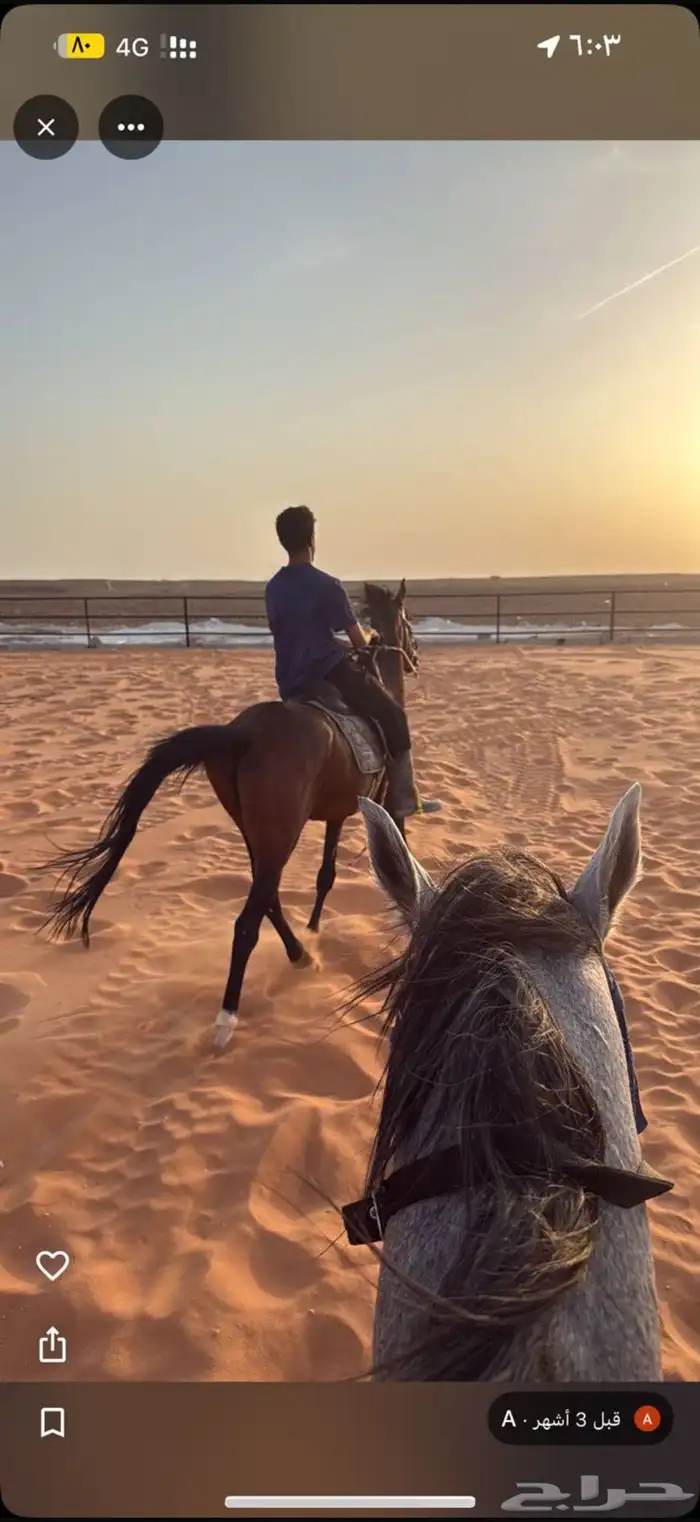 اسطبل vip للايواء والعسف والتدريب شمال الرياض 5