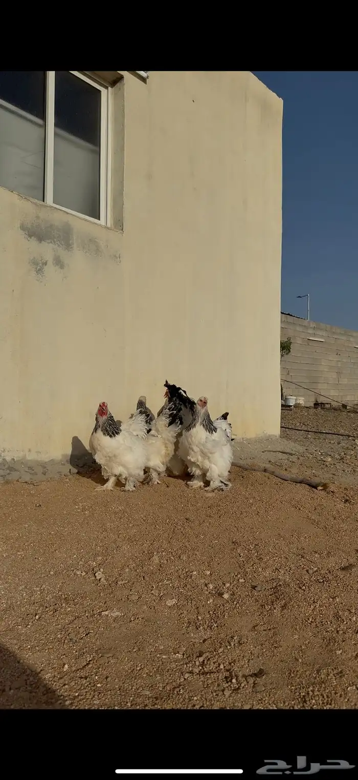 دجاج براهما 1