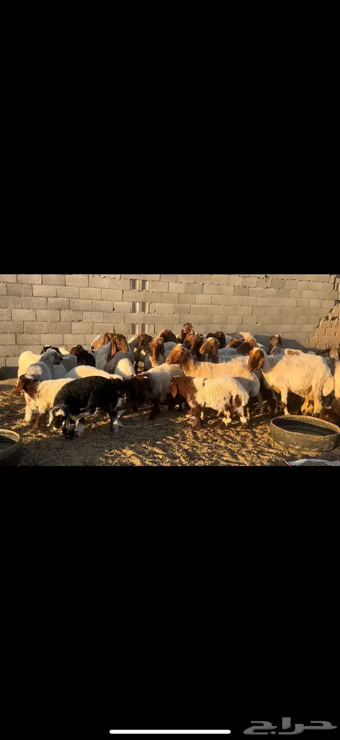 غنم نعيم مطاف يل 1