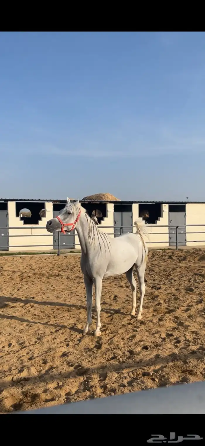 فرس واهو مكس فاخرة 1