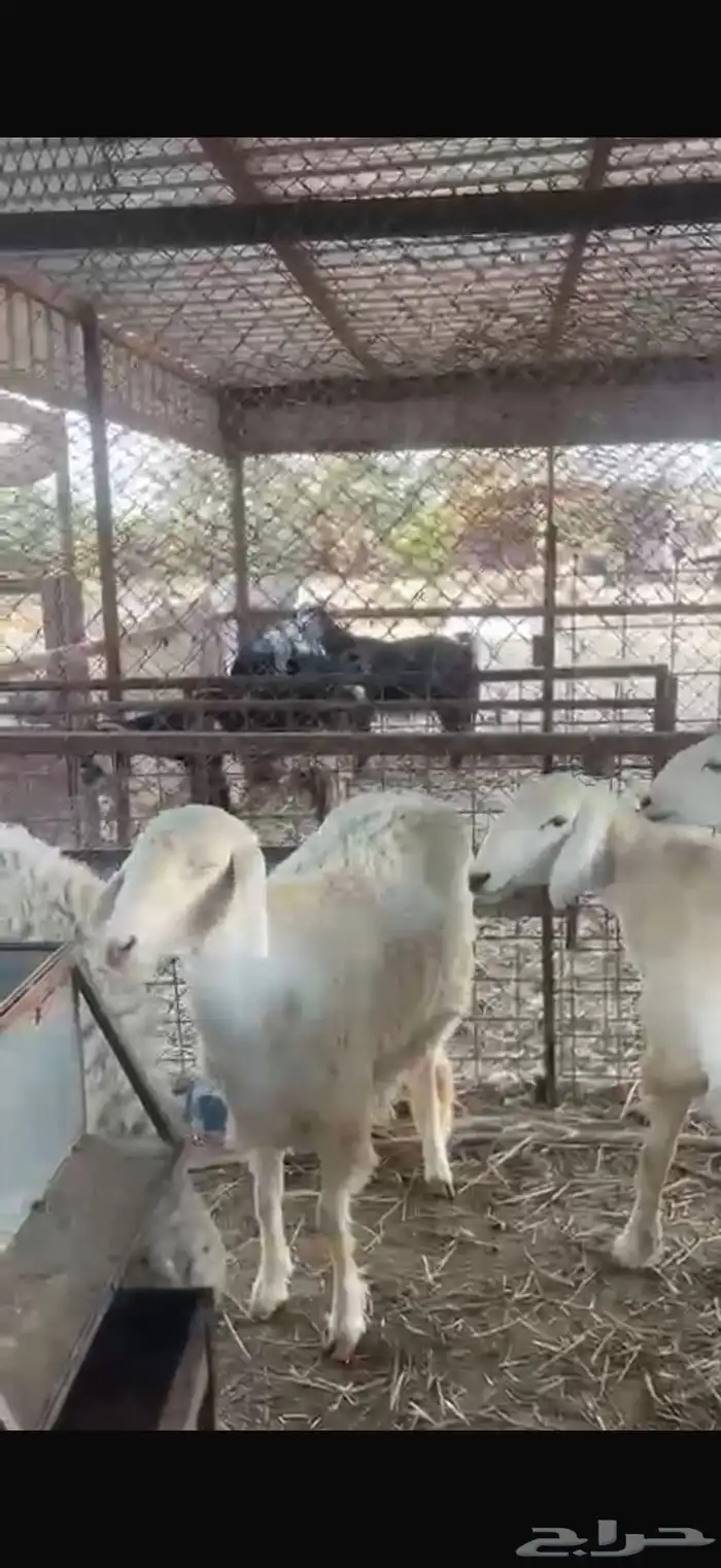 جذعات ولد وحده متوم تحتها 3 رخال وخروف روم وسلم شرط 0