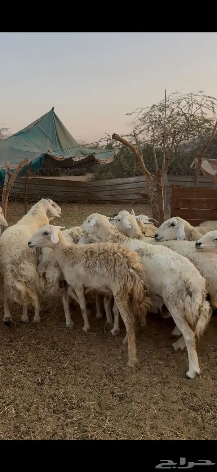 للبيع ضان حريات صنف الصنف دفع فيها 2 فحول كفوو (( تم البيع)) 1