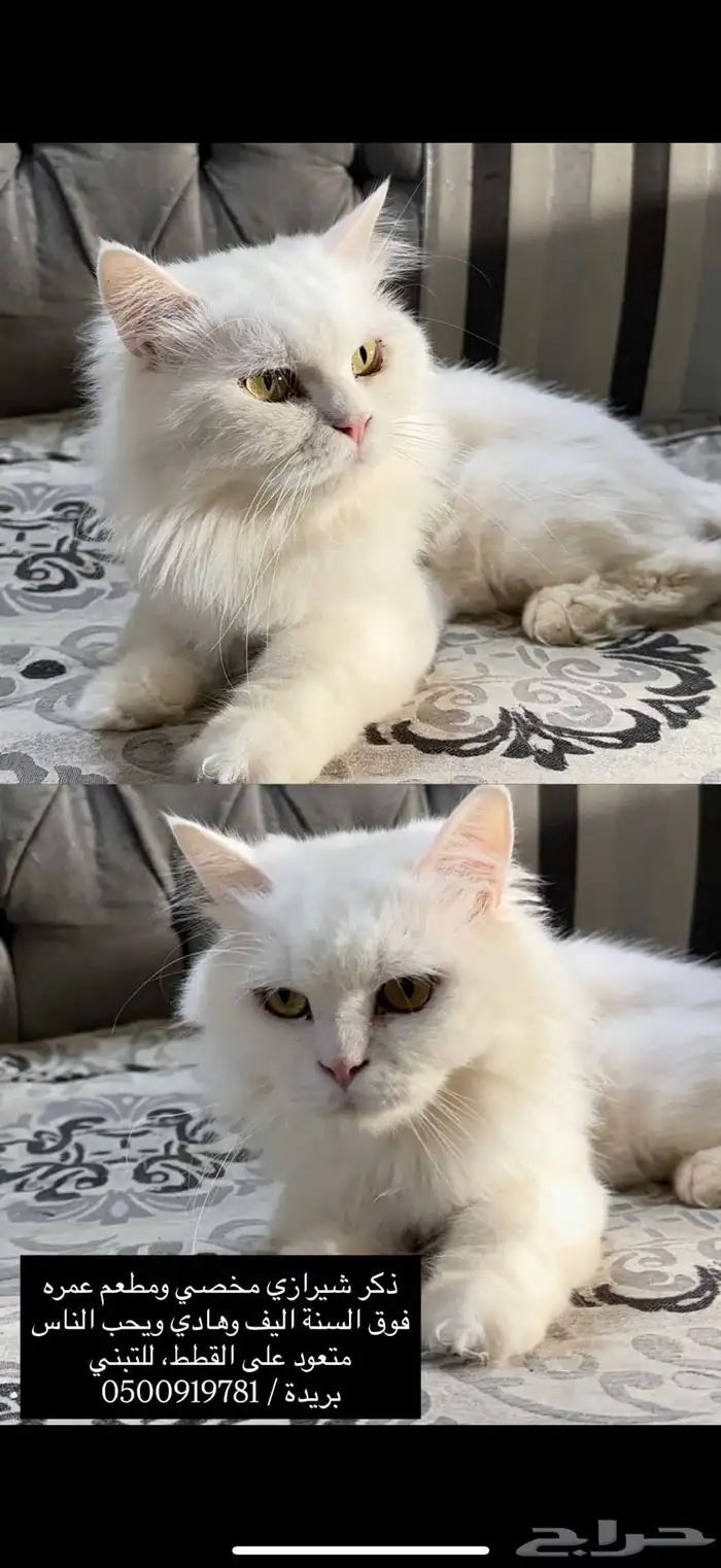 قط ذكر للتبني 0