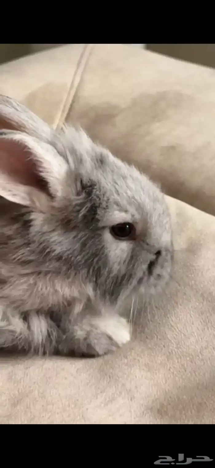 ارانب فرنسي للبيع 3