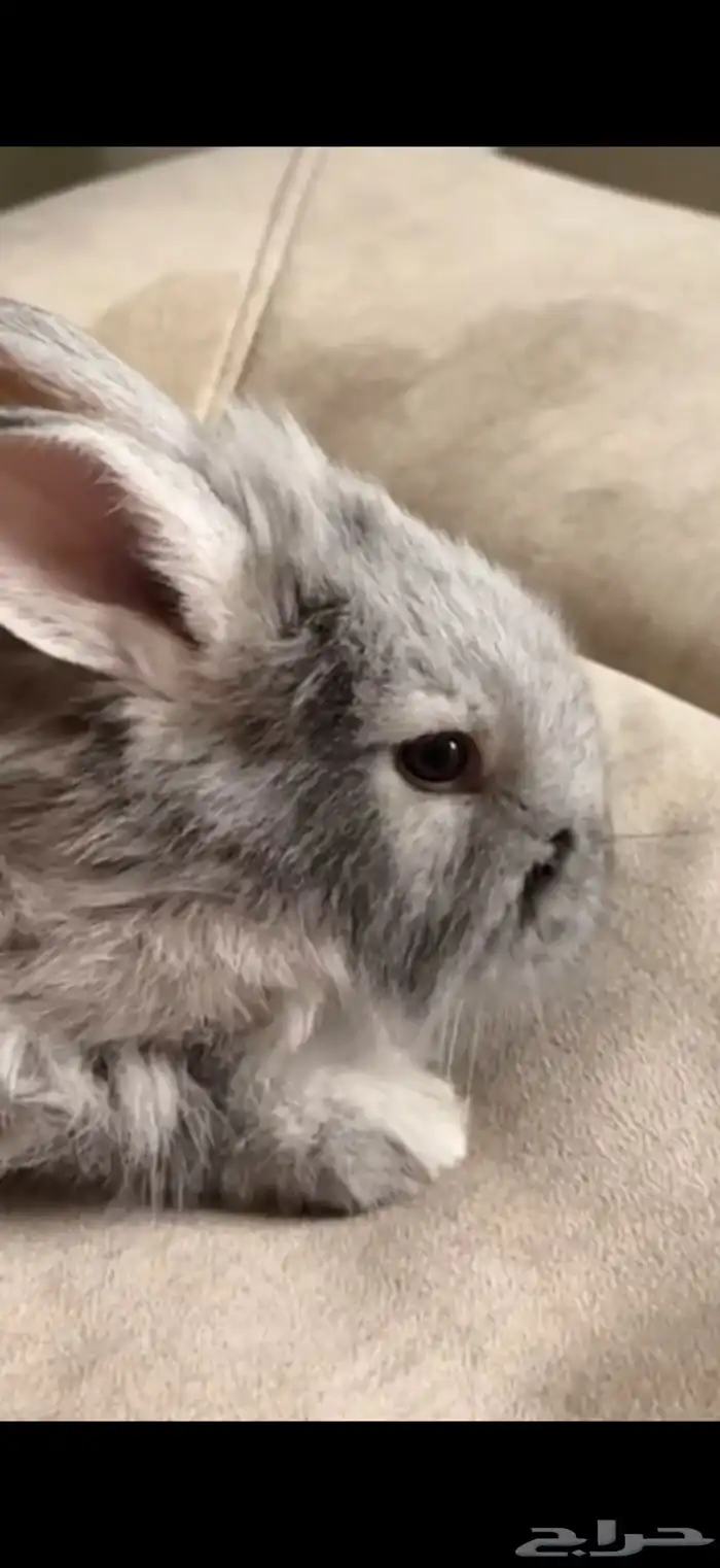 ارانب فرنسي للبيع 0