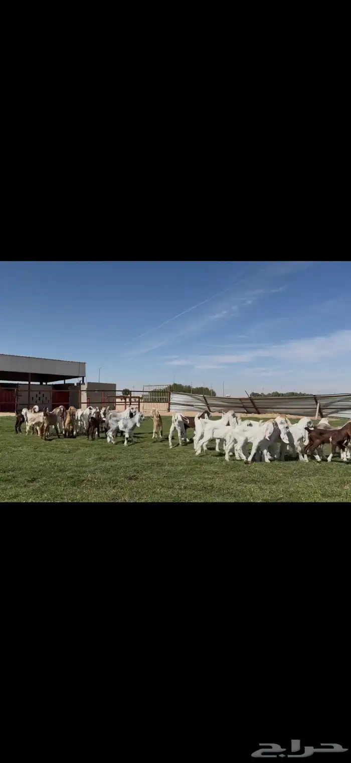 مراح مشاريك فاخره متاويم 23 يتبعها 39 حليب وافر. 0