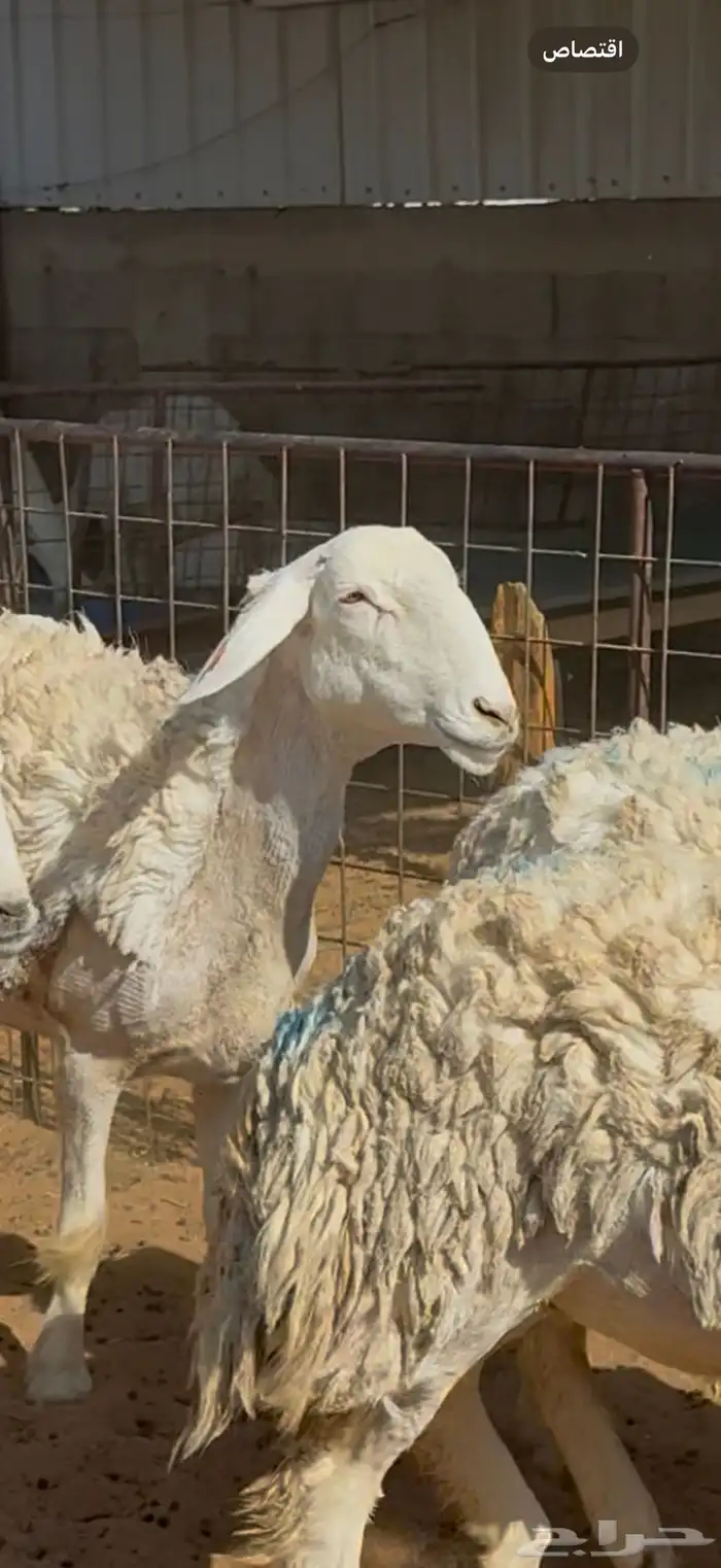 غنم صنف _ مضاريع 0