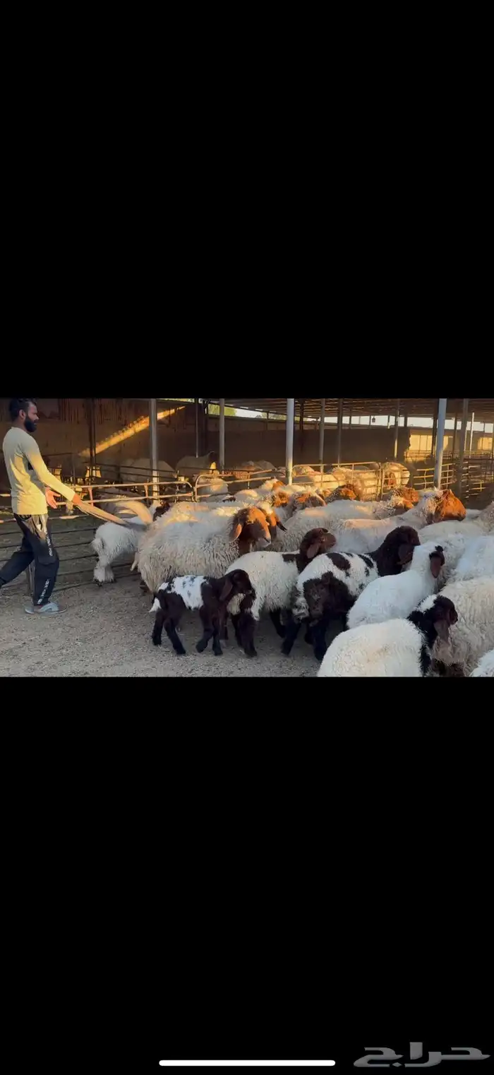 غنم نعيم مطافيل 2