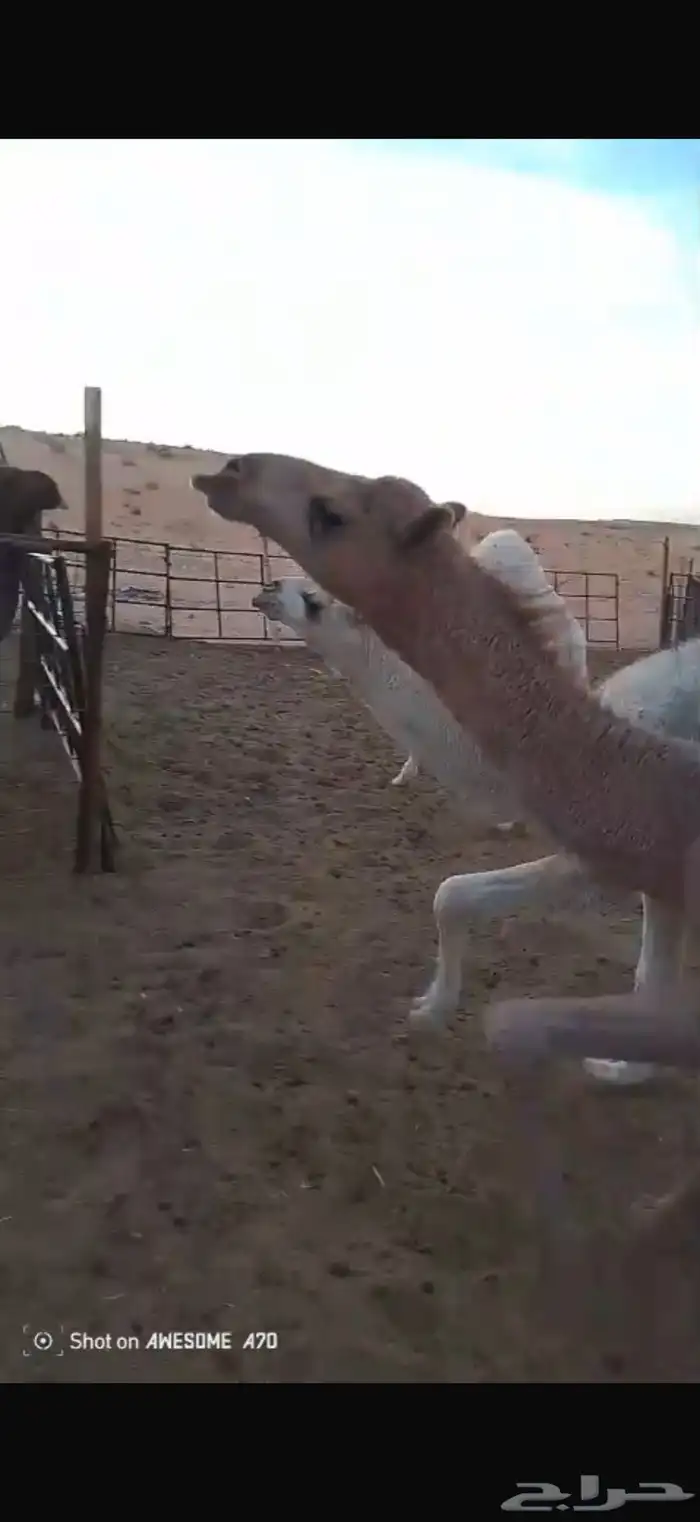 حشو للبيع .. 3