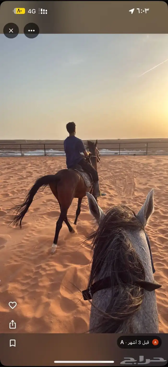 اسطبل vip للإيواء والعسف والتدريب شمال الرياض 0