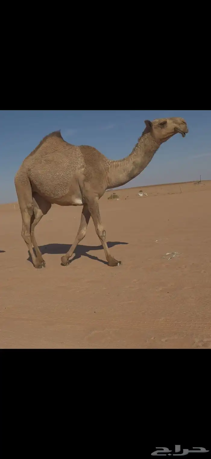 حقه شعلا كفو 4