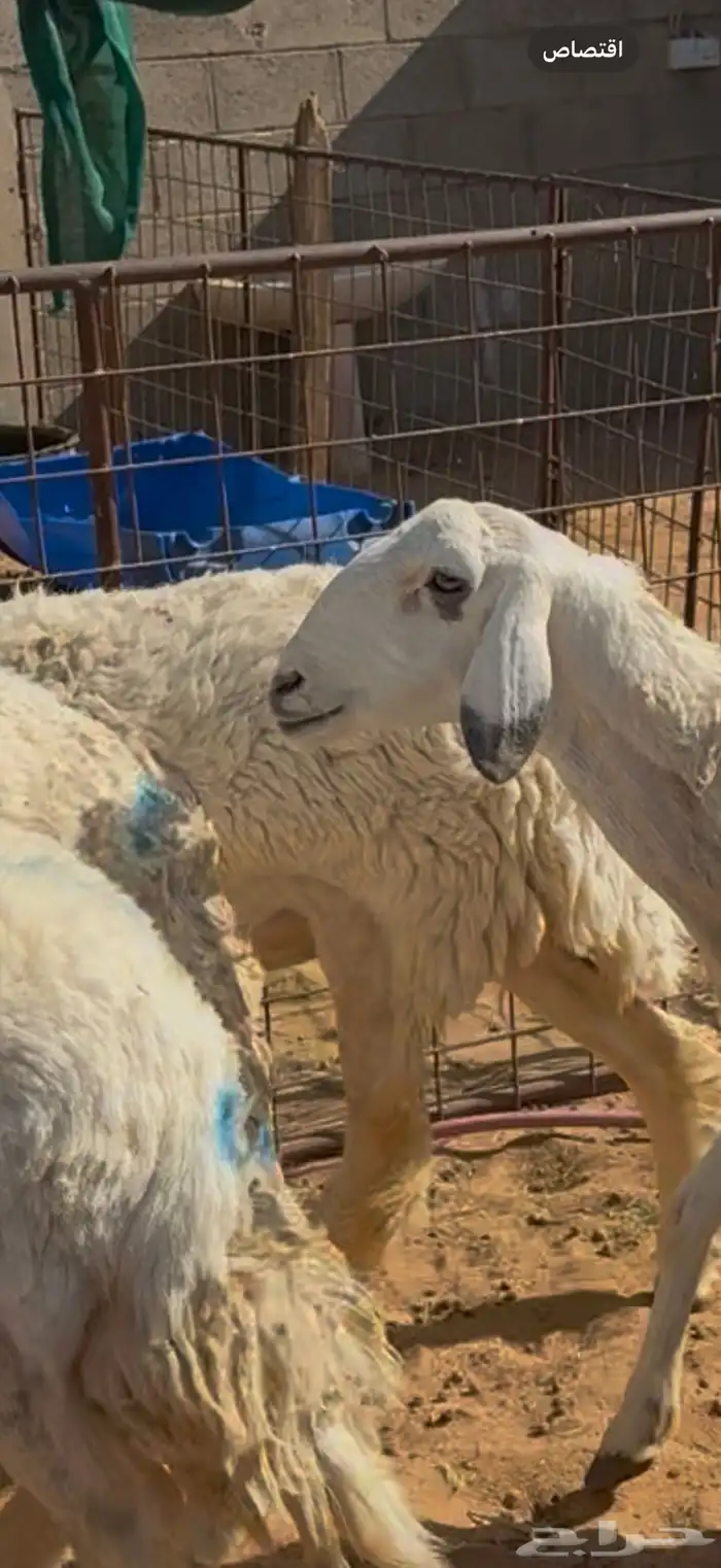 غنم صنف _ مضاريع 2