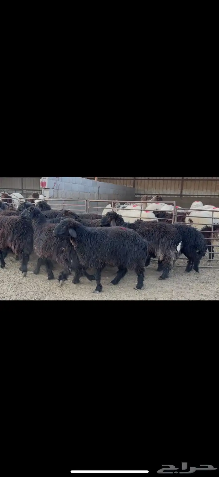 غنم عرب دفيع 0