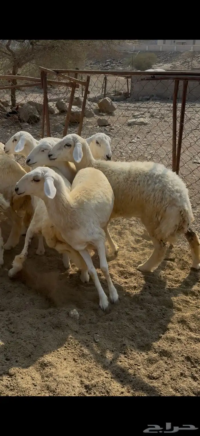 رخال تاسيس مراح 1