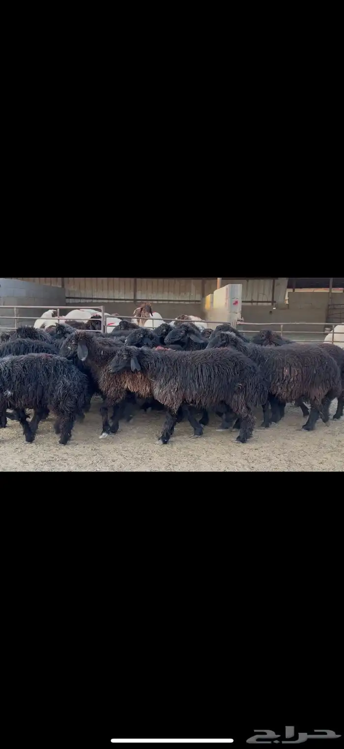 غنم عرب دفيع 1