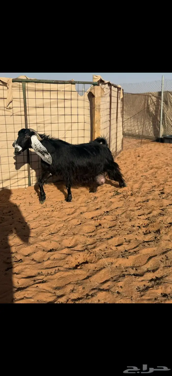 عنز عارضيه طيبه متاومه 2