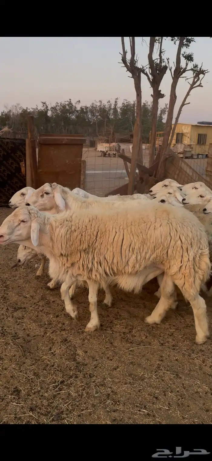 للبيع ضان حريات صنف الصنف دفع فيها 2 فحول كفوو (( تم البيع)) 13