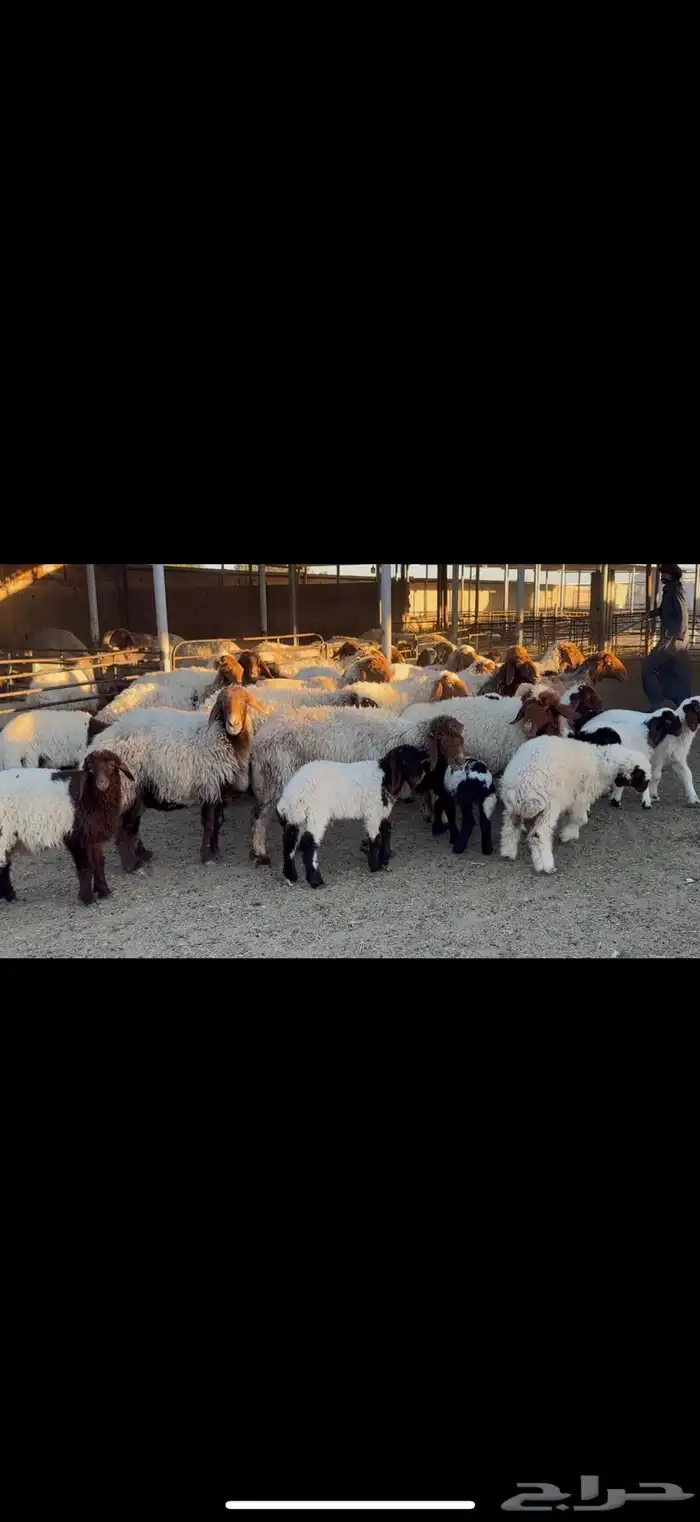 غنم نعيم مطافيل 0