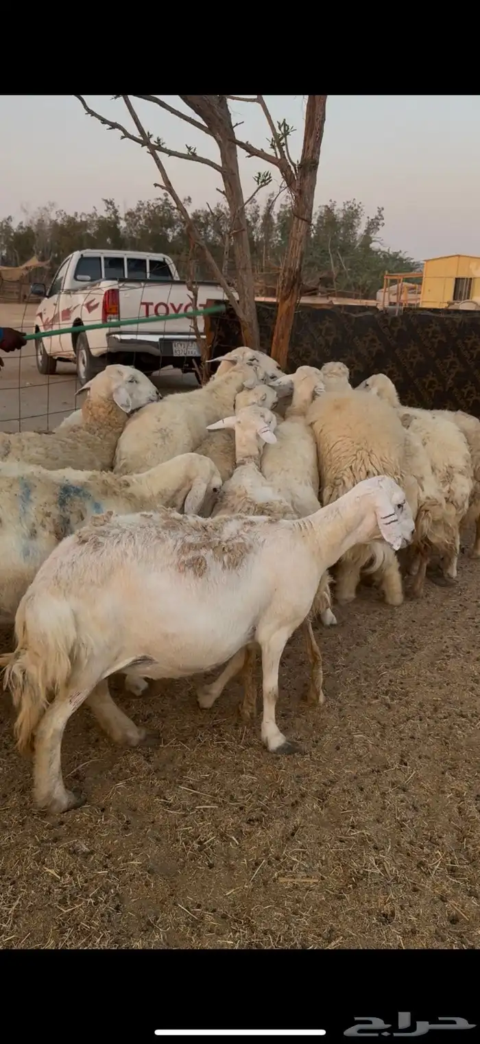 للبيع ضان حريات صنف الصنف دفع فيها 2 فحول كفوو (( تم البيع)) 11