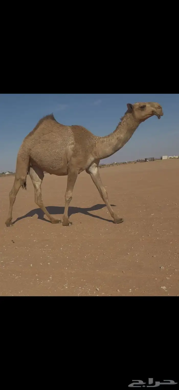 حقه شعلا كفو 2