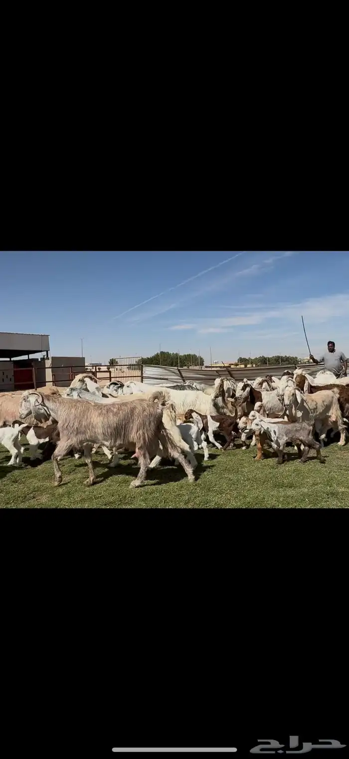 مراح مشاريك فاخره متاويم 23 يتبعها 39 حليب وافر. 7