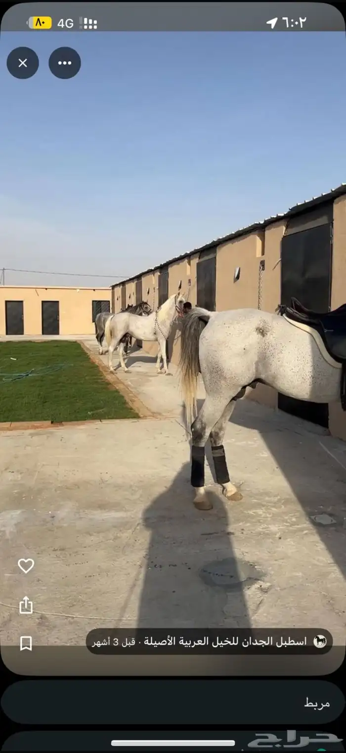 اسطبل vip للايواء والعسف والتدريب شمال الرياض 1