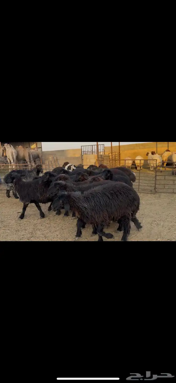 غنم عرب دفيع 4