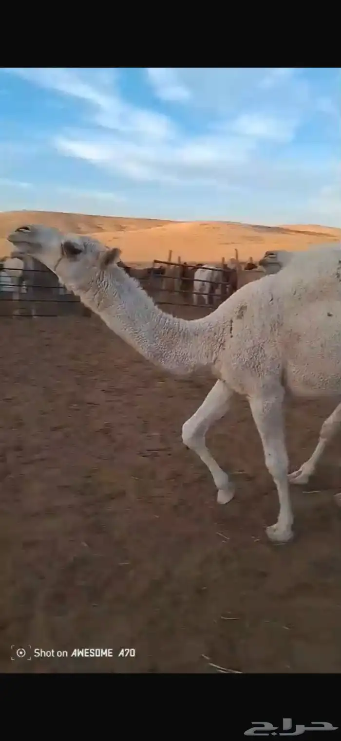 حشو للبيع .. 0