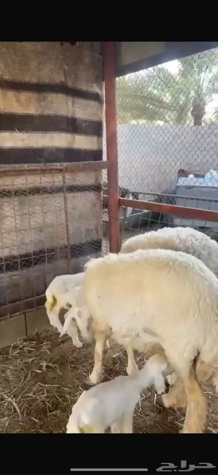 جذعات ولد وحده متوم تحتها 3 رخال وخروف روم وسلم شرط 2