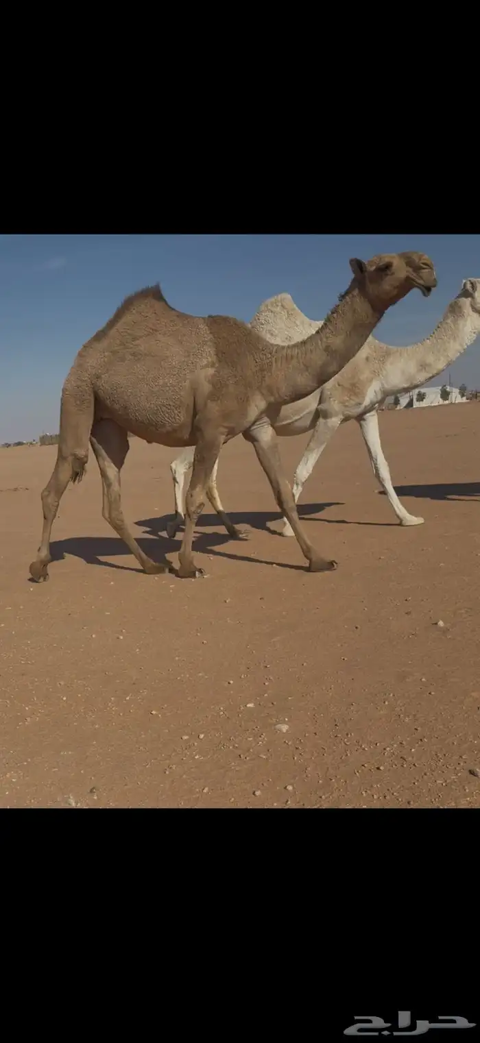 حقه شعلا كفو 1