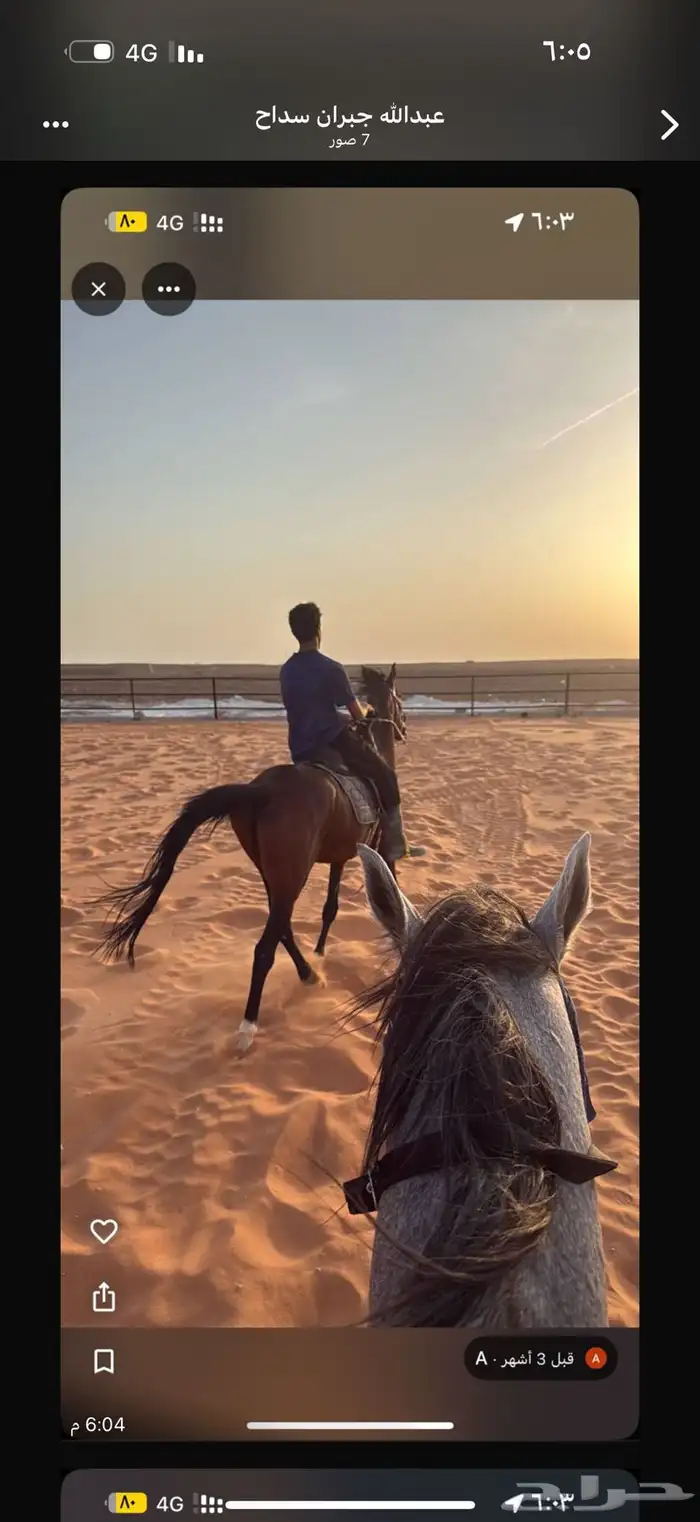 اسطبل vip للإيواء والعسف والتدريب شمال الرياض 6